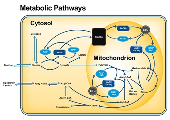 Cellular Metabolism Chart